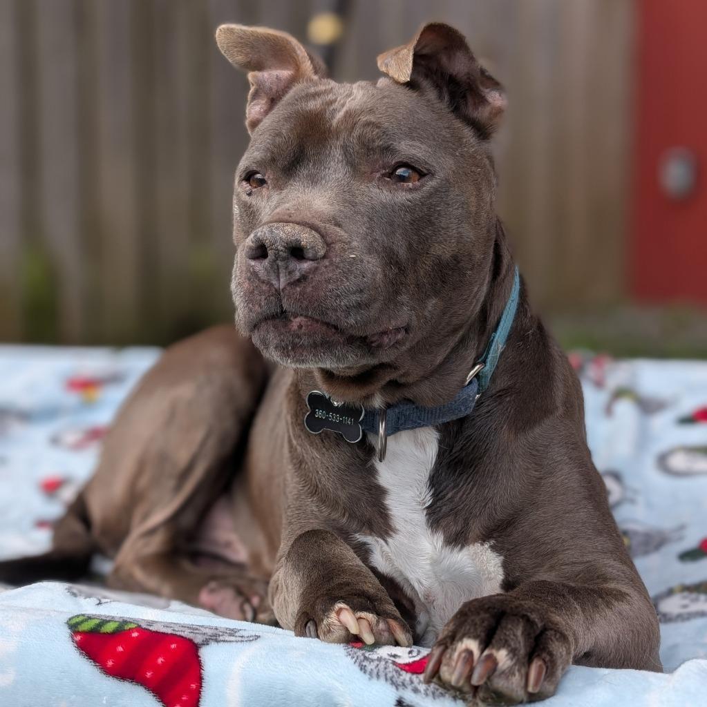 Enlarge Raymond, a Adoptable mixed breed in Aberdeen, WA image 3/6