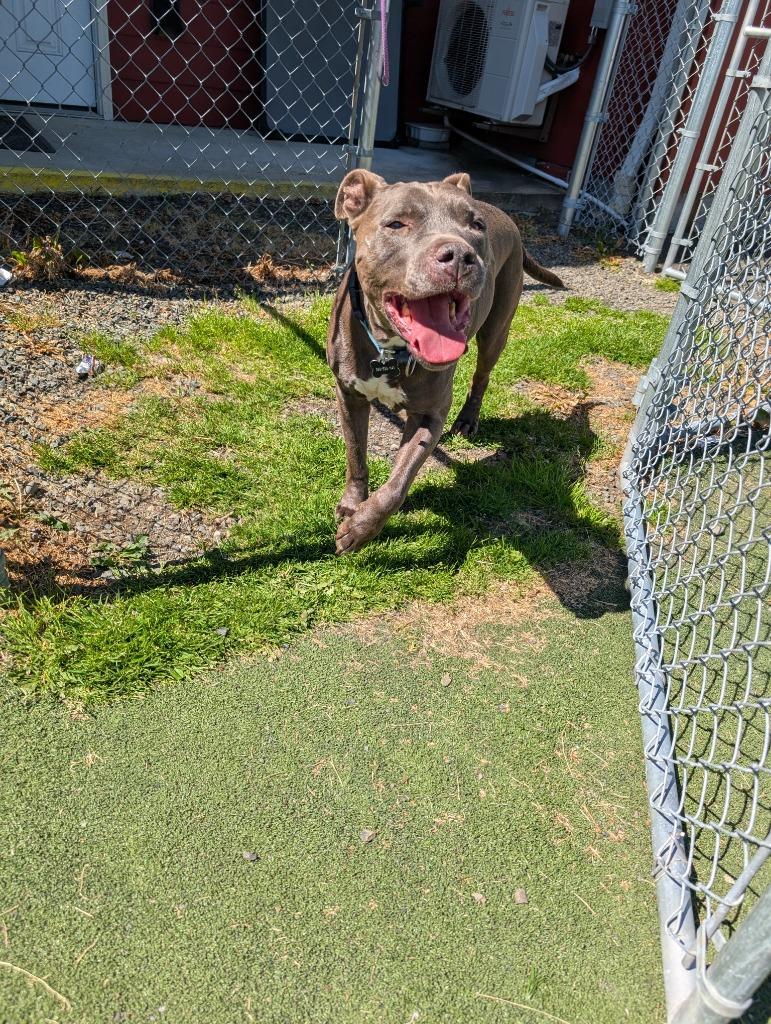 Enlarge Raymond, a Adoptable mixed breed in Aberdeen, WA image 1/6