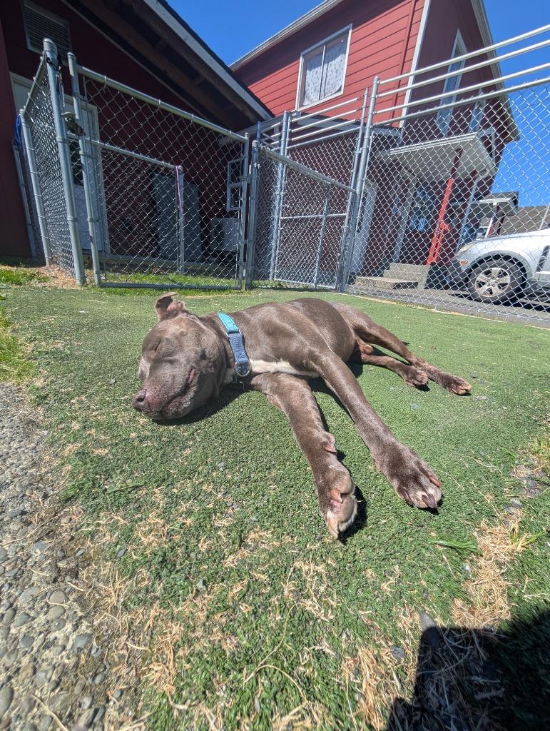 Raymond, a Adoptable mixed breed in Aberdeen, WA image 3/6