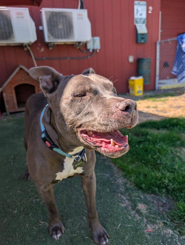 Enlarge Raymond, a Adoptable mixed breed in Aberdeen, WA image 2/6