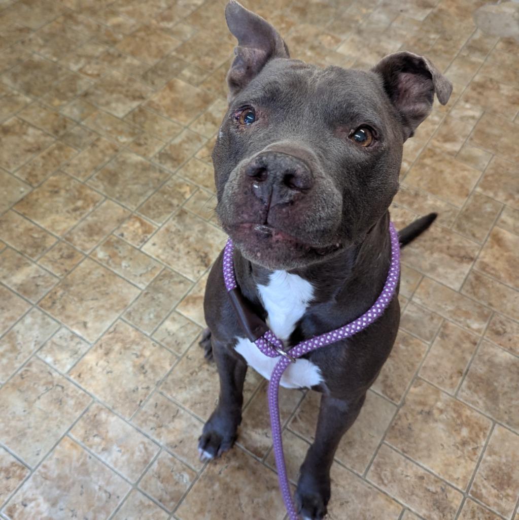 Enlarge Raymond, a Adoptable mixed breed in Aberdeen, WA image 3/6