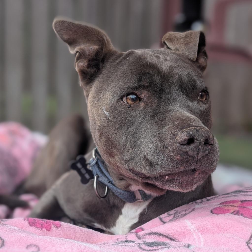 Raymond, a Adoptable mixed breed in Aberdeen, WA image 4/6