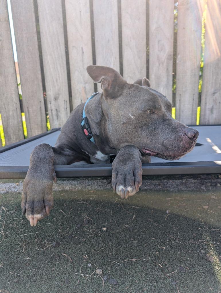 Raymond, a Adoptable mixed breed in Aberdeen, WA image 6/6