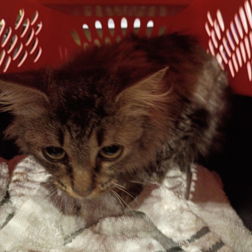 Gladys — thumbnail 2