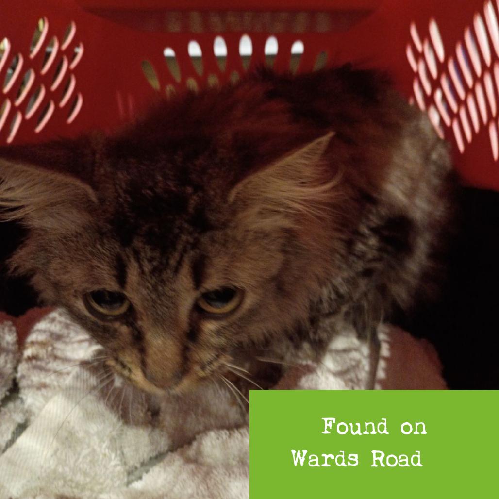 Gladys — thumbnail 4