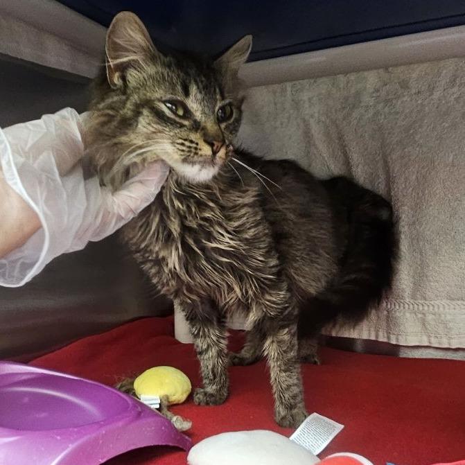 Gladys — thumbnail 6