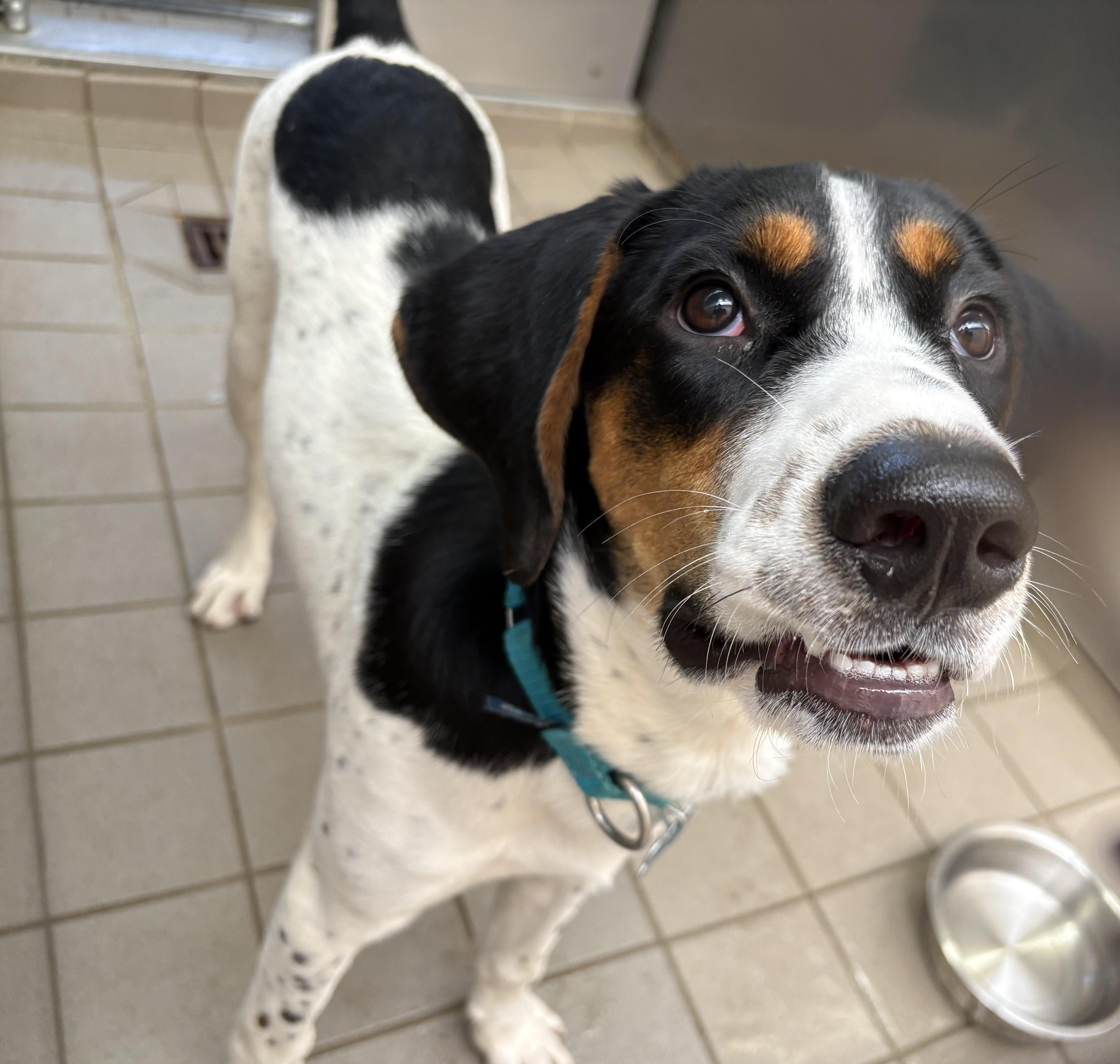 Enlarge Walker, a Adoptable Mixed Breed in Wantagh, NY image 1/4