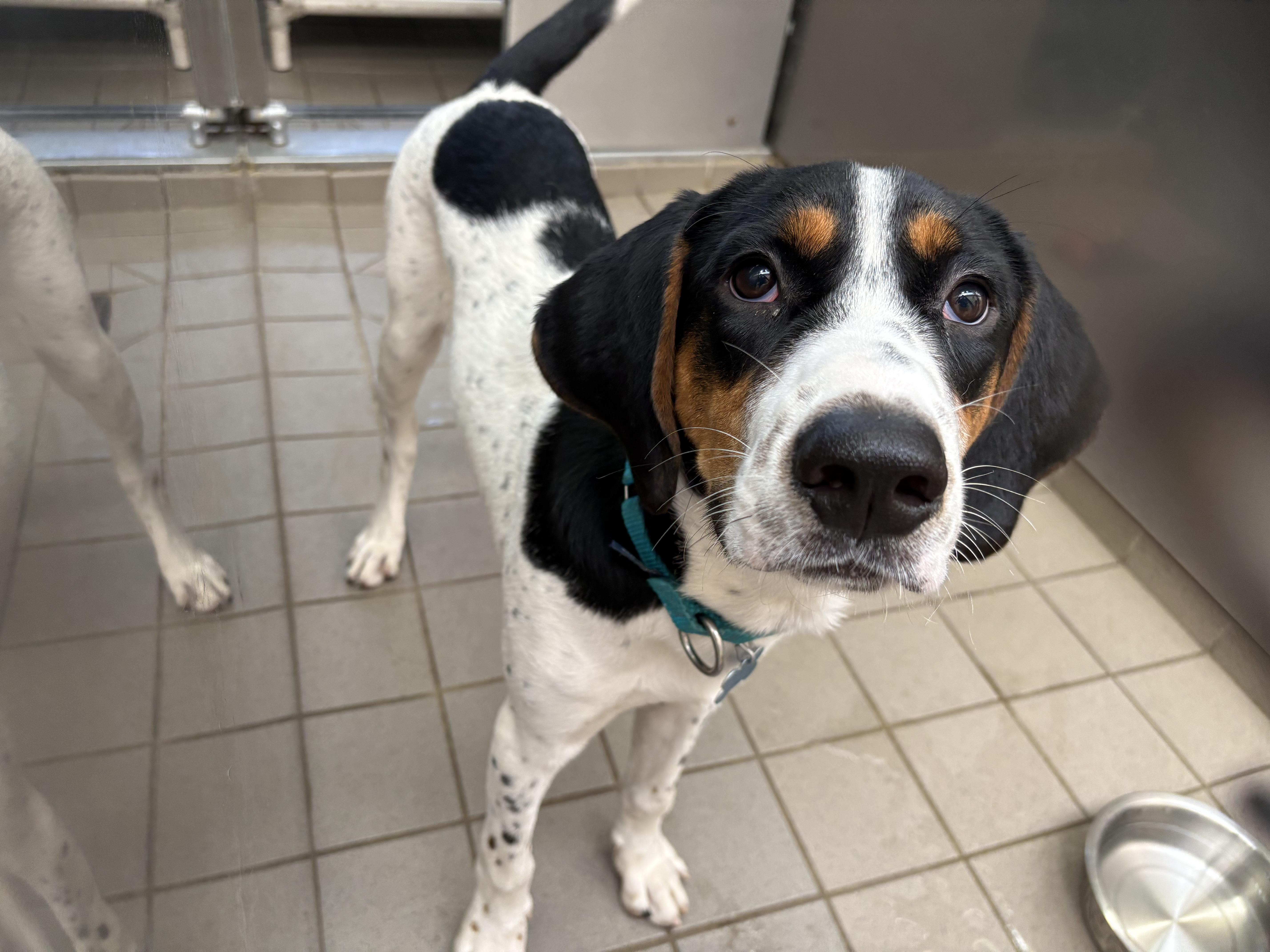 Enlarge Walker, a Adoptable Mixed Breed in Wantagh, NY image 2/4