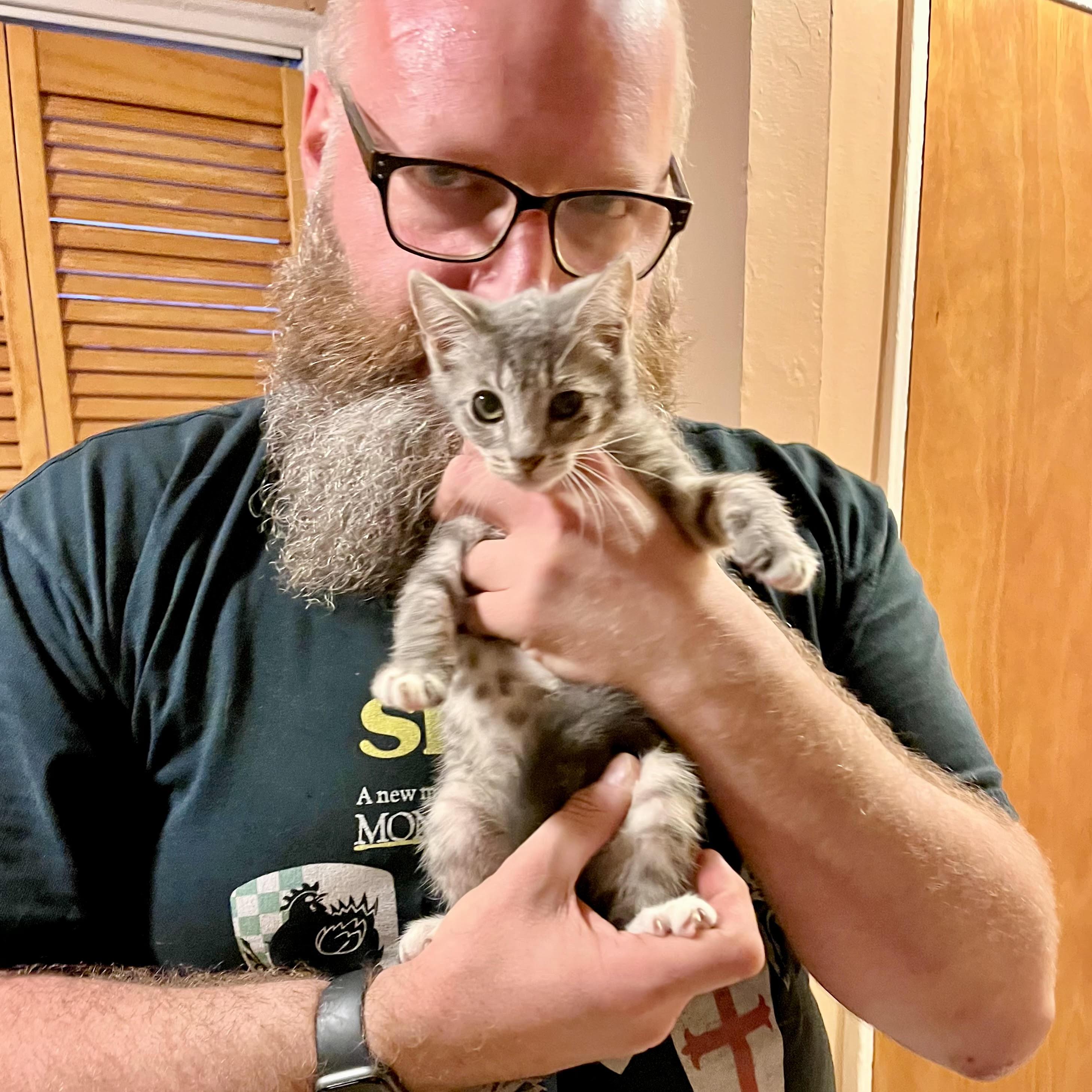 Gigi Domestic Short Hair Cat