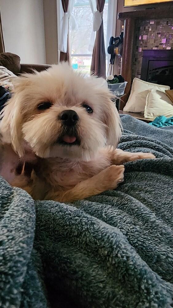 Opal, Adoptable, Adult Female Shih Tzu.