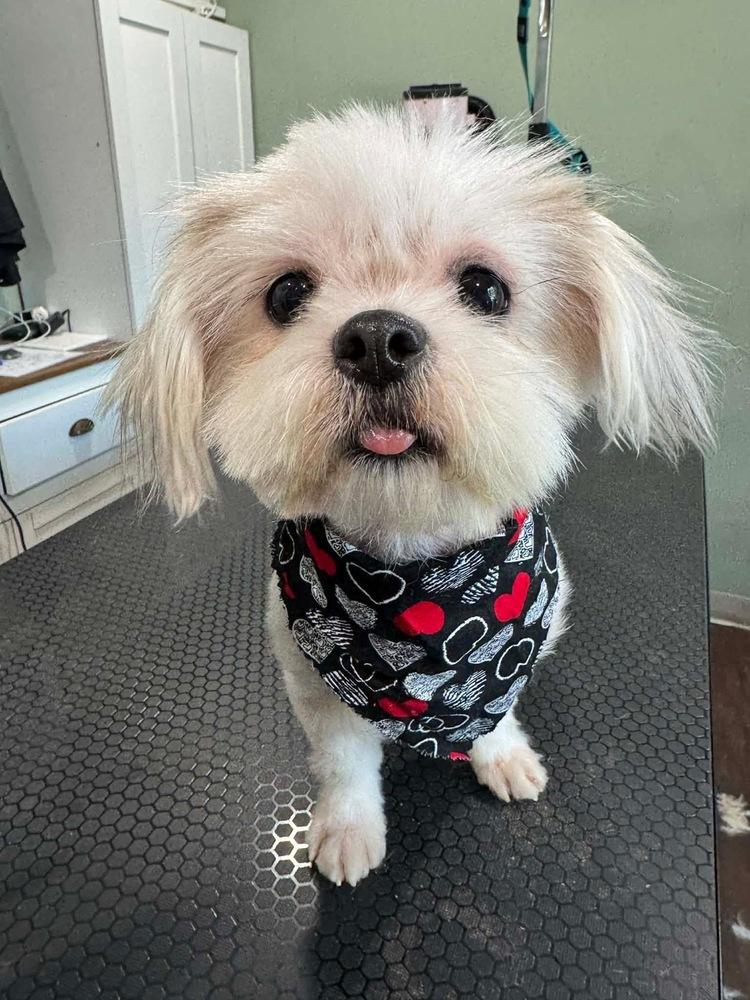 Opal, a Adoptable Shih Tzu in Elkhart , IN image 2/5