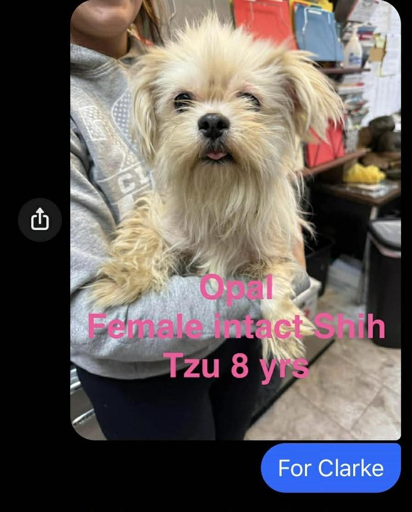 Opal, a Adoptable Shih Tzu in Elkhart , IN image 3/5