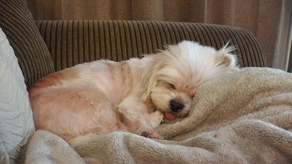 Opal, a Adoptable Shih Tzu in Elkhart , IN image 4/5