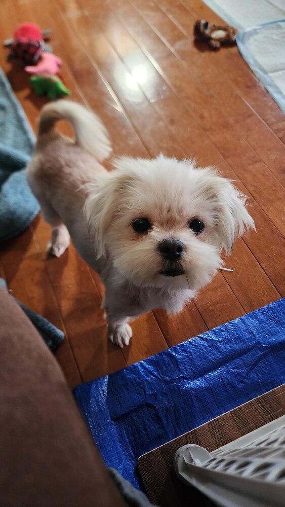 Opal, a Adoptable Shih Tzu in Elkhart , IN image 5/5