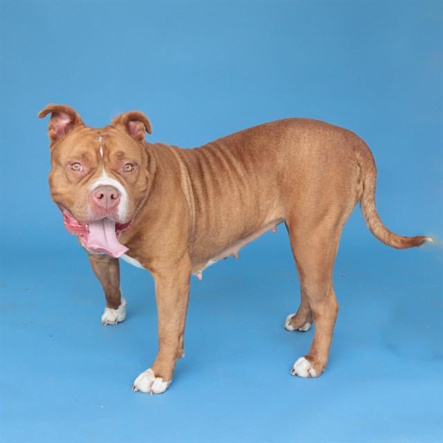 LADY, Adoptable, Adult Female Pit Bull Terrier.