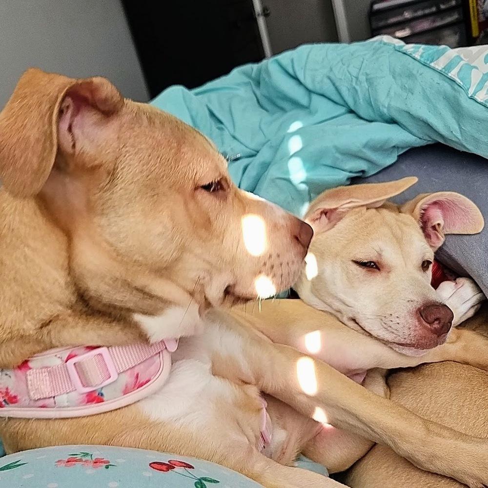 Miss Sugar thumbnail 4