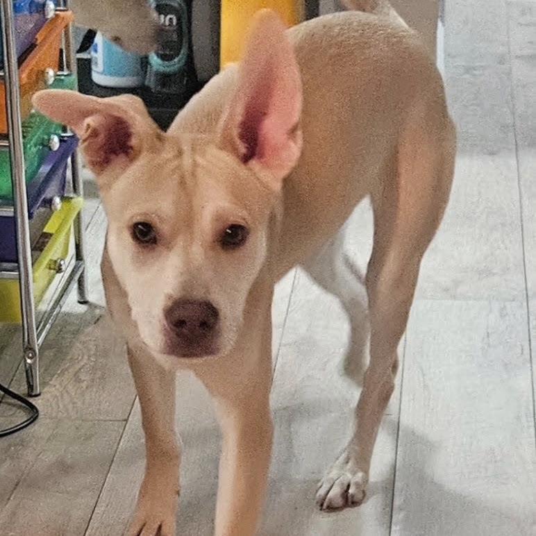 Miss Sugar thumbnail 5