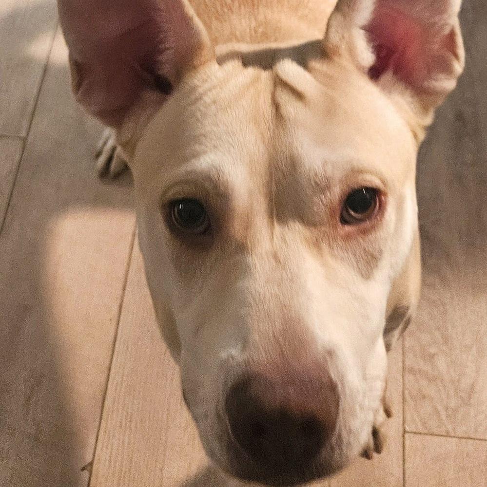 Miss Sugar thumbnail 6