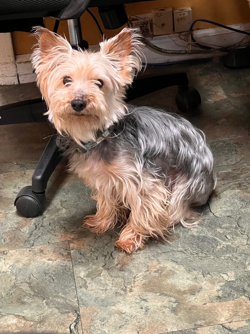Tommy Lee, Adopted, Adult Male Yorkshire Terrier.