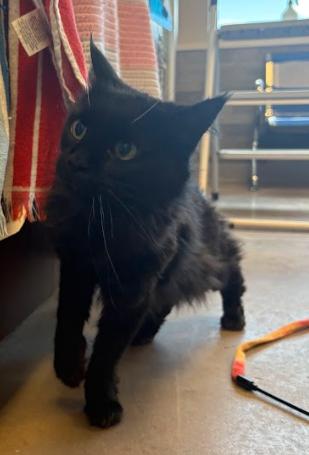 Enlarge Chavi, a ADOPTABLE Domestic Long Hair in Buena Vista, CO image 5/5