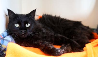 Chavi, ADOPTABLE, Adult Female Domestic Long Hair.