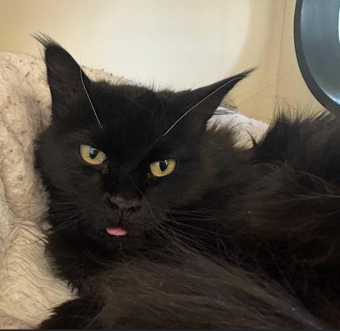 Enlarge Chavi, a ADOPTABLE Domestic Long Hair in Buena Vista, CO image 3/5