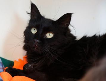 Enlarge Chavi, a ADOPTABLE Domestic Long Hair in Buena Vista, CO image 2/5