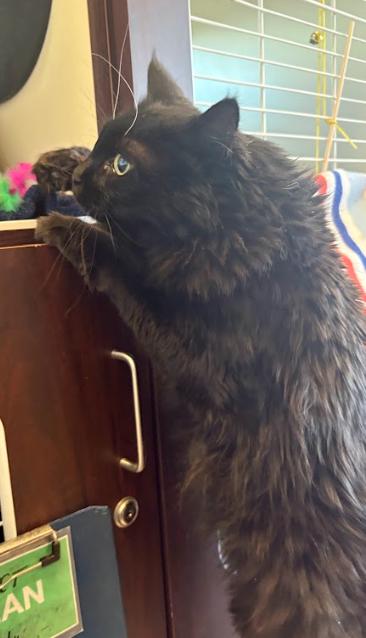 Enlarge Chavi, a ADOPTABLE Domestic Long Hair in Buena Vista, CO image 4/5
