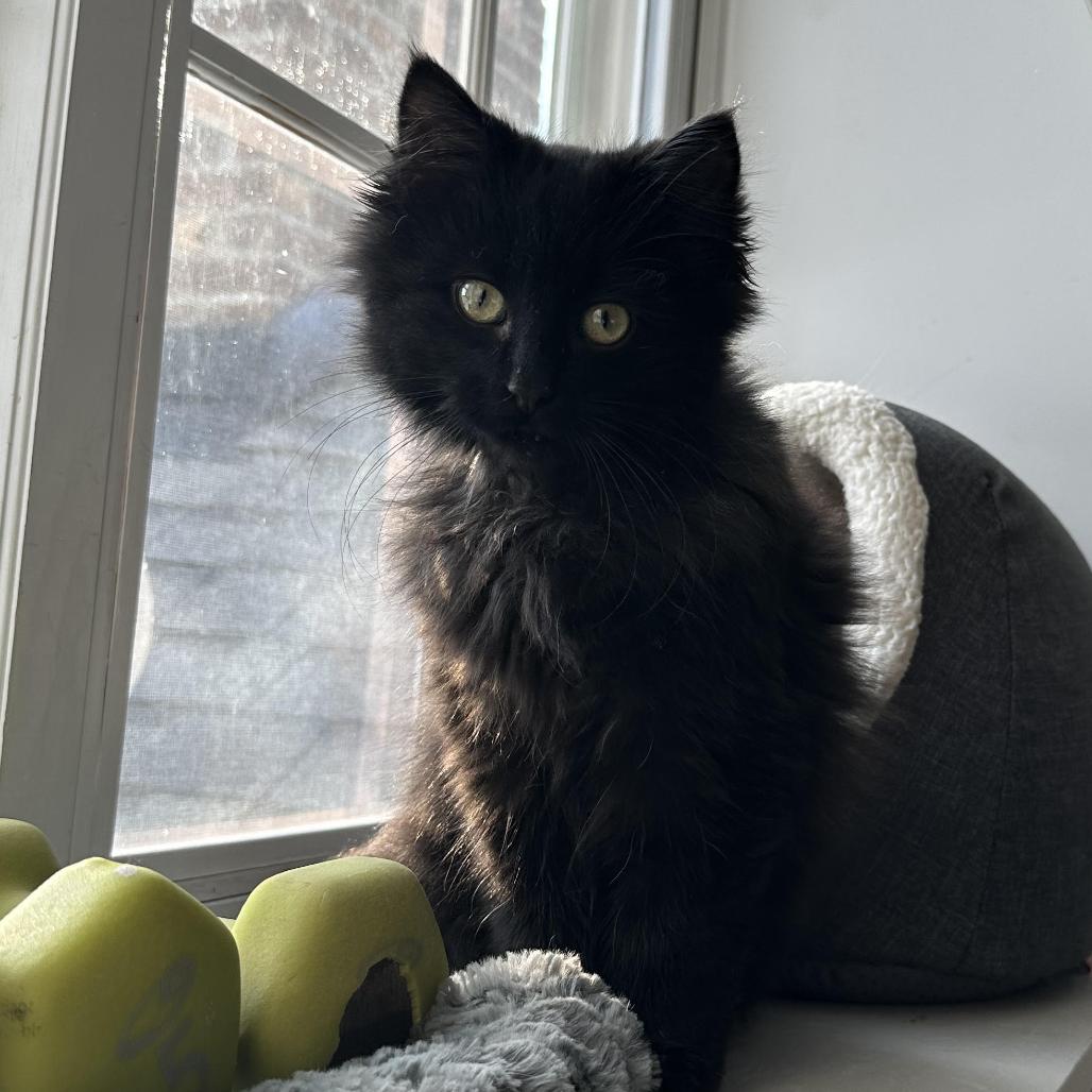Enlarge Winter Root, a Adoptable Domestic Long Hair in St. Paul, MN image 1/3