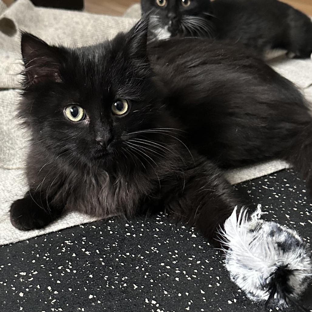 Enlarge Winter Root, a Adoptable Domestic Long Hair in St. Paul, MN image 2/3