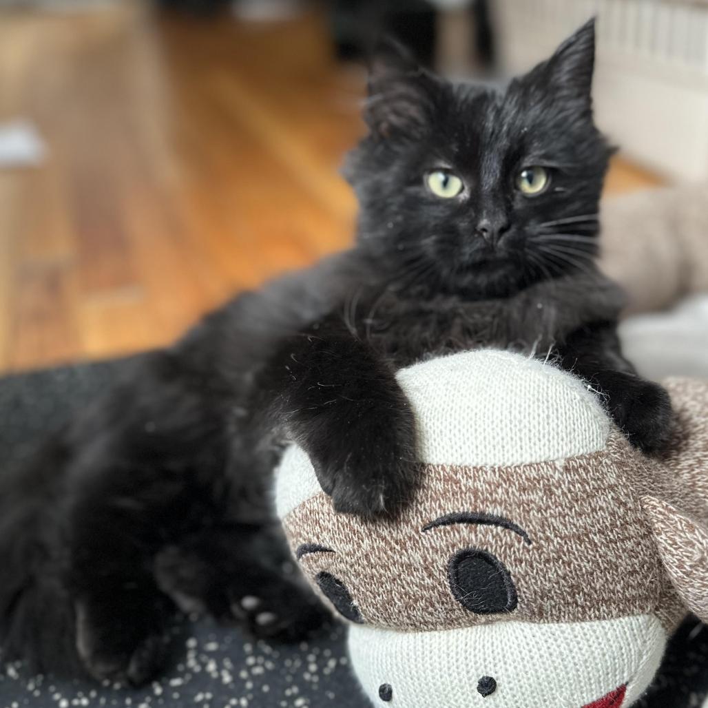 Enlarge Winter Root, a Adoptable Domestic Long Hair in St. Paul, MN image 3/3