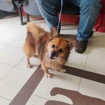 Ruff, adopted, Adult Male Pomeranian.