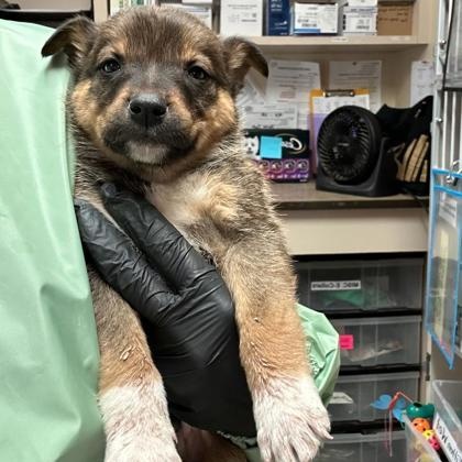 Snow, a ADOPTABLE mixed breed in Flagstaff, AZ image 2/2