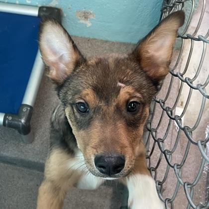 Snow, ADOPTABLE, Young Male Australian Cattle Dog / Blue Heeler.
