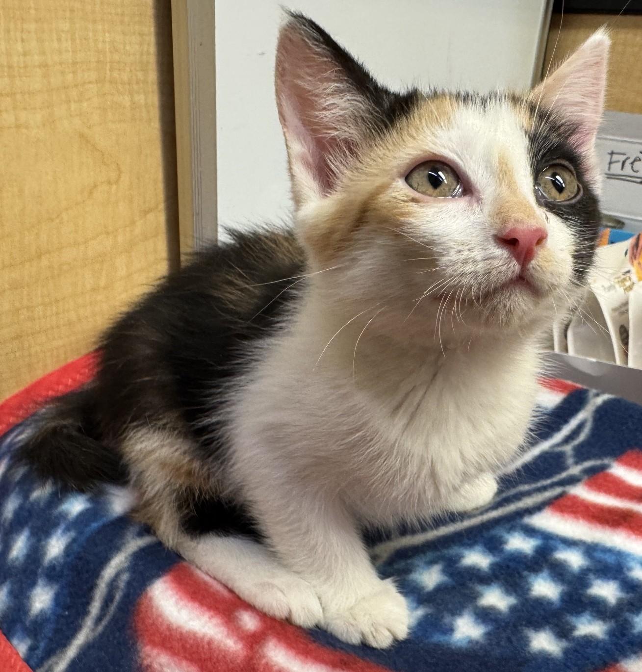 Femke, an adopted mixed breed in Albuquerque, NM image 2/5