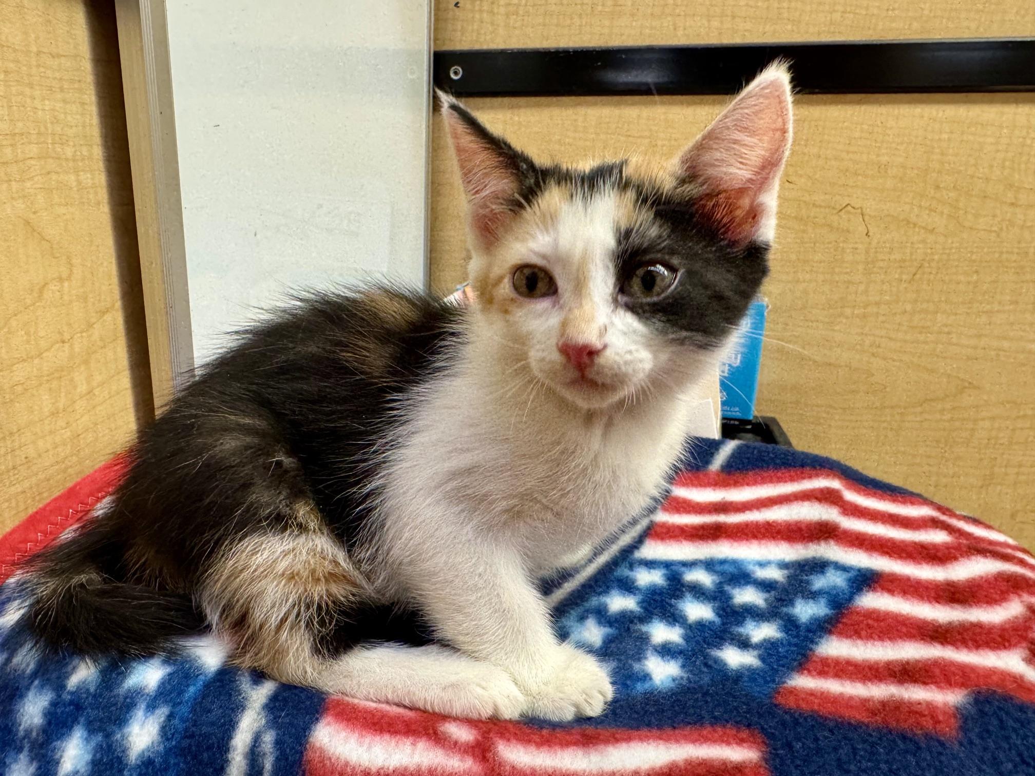 Femke, an adopted mixed breed in Albuquerque, NM image 4/5