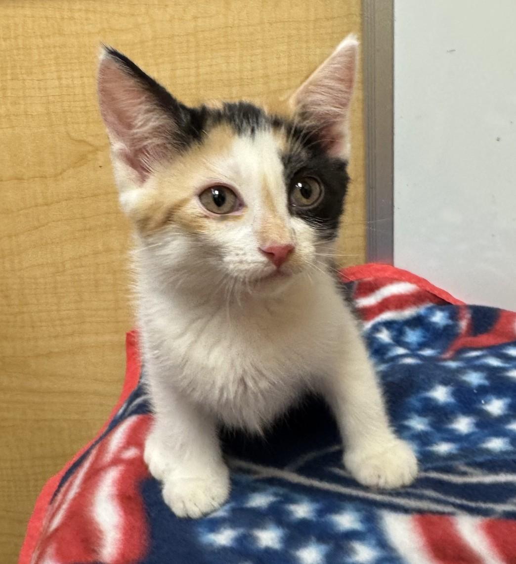 Femke, adopted, Kitten Female Calico.