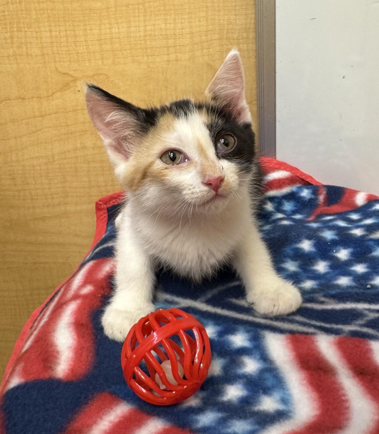 Femke, an adopted mixed breed in Albuquerque, NM image 5/5
