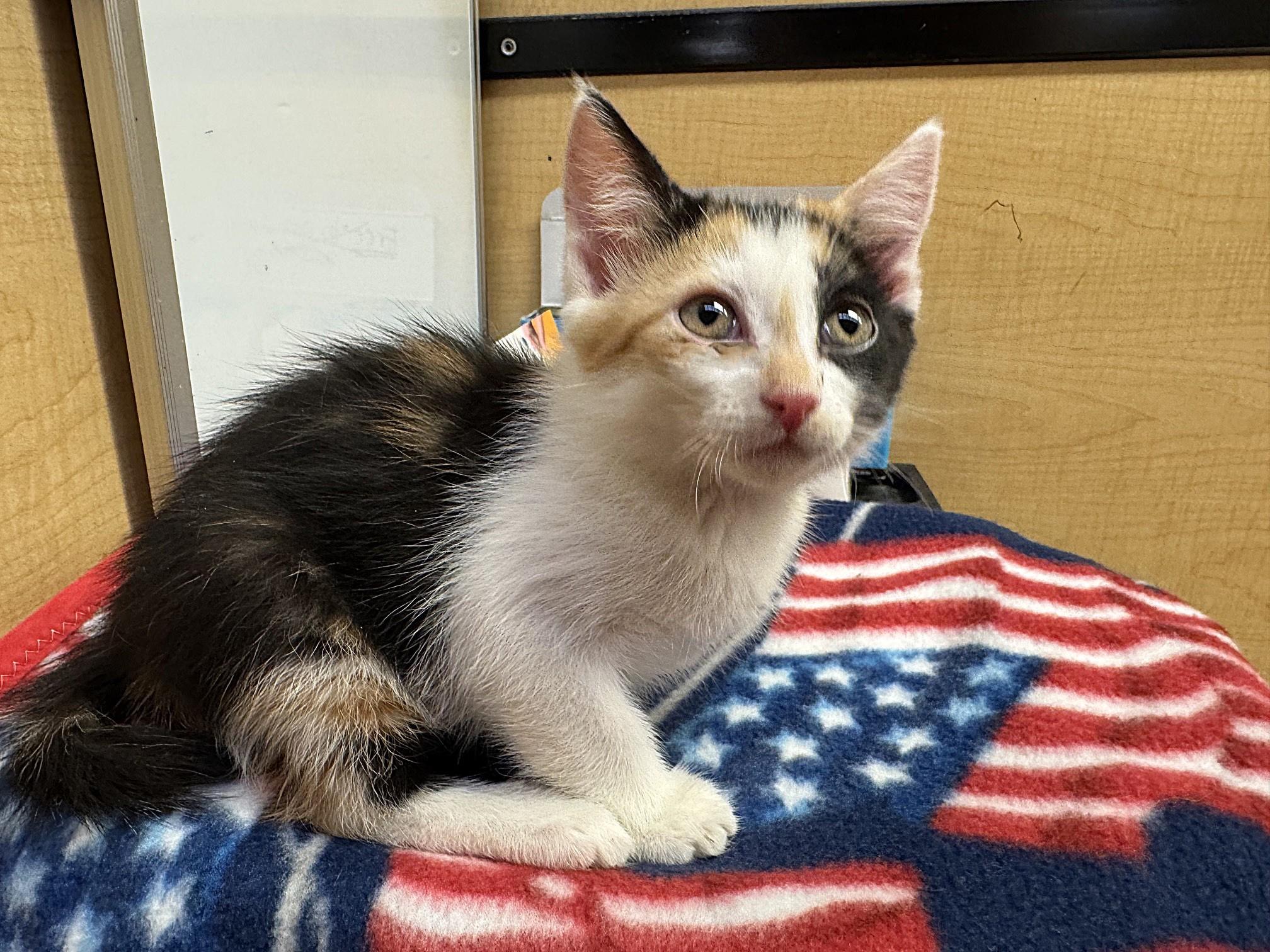 Femke, an adopted mixed breed in Albuquerque, NM image 3/5