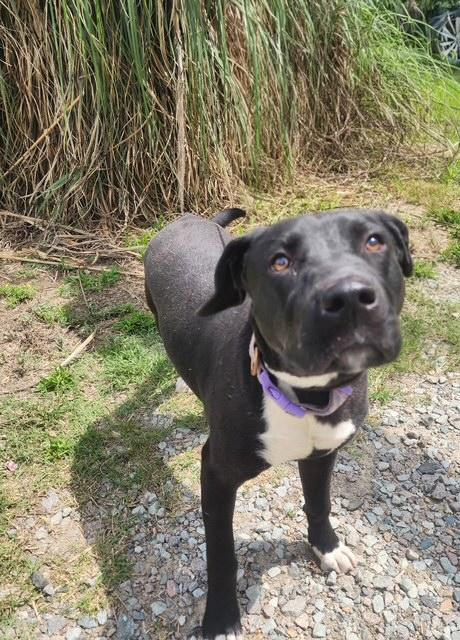 Enlarge Quinn, a ADOPTABLE mixed breed in Manhasset, NY image 1/5