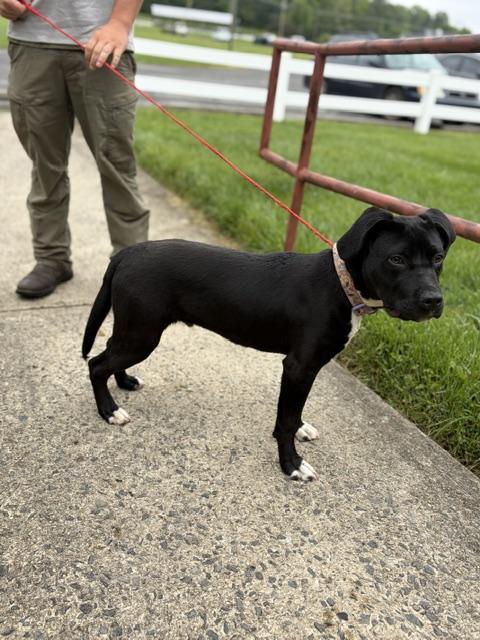 Enlarge Quinn, a ADOPTABLE mixed breed in Manhasset, NY image 3/5