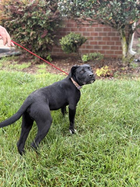 Enlarge Quinn, a ADOPTABLE mixed breed in Manhasset, NY image 5/5