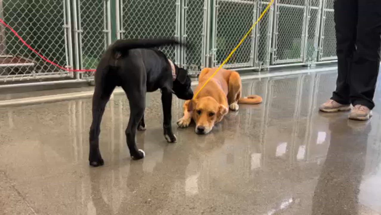 Enlarge Quinn, a ADOPTABLE mixed breed in Manhasset, NY video 4/5