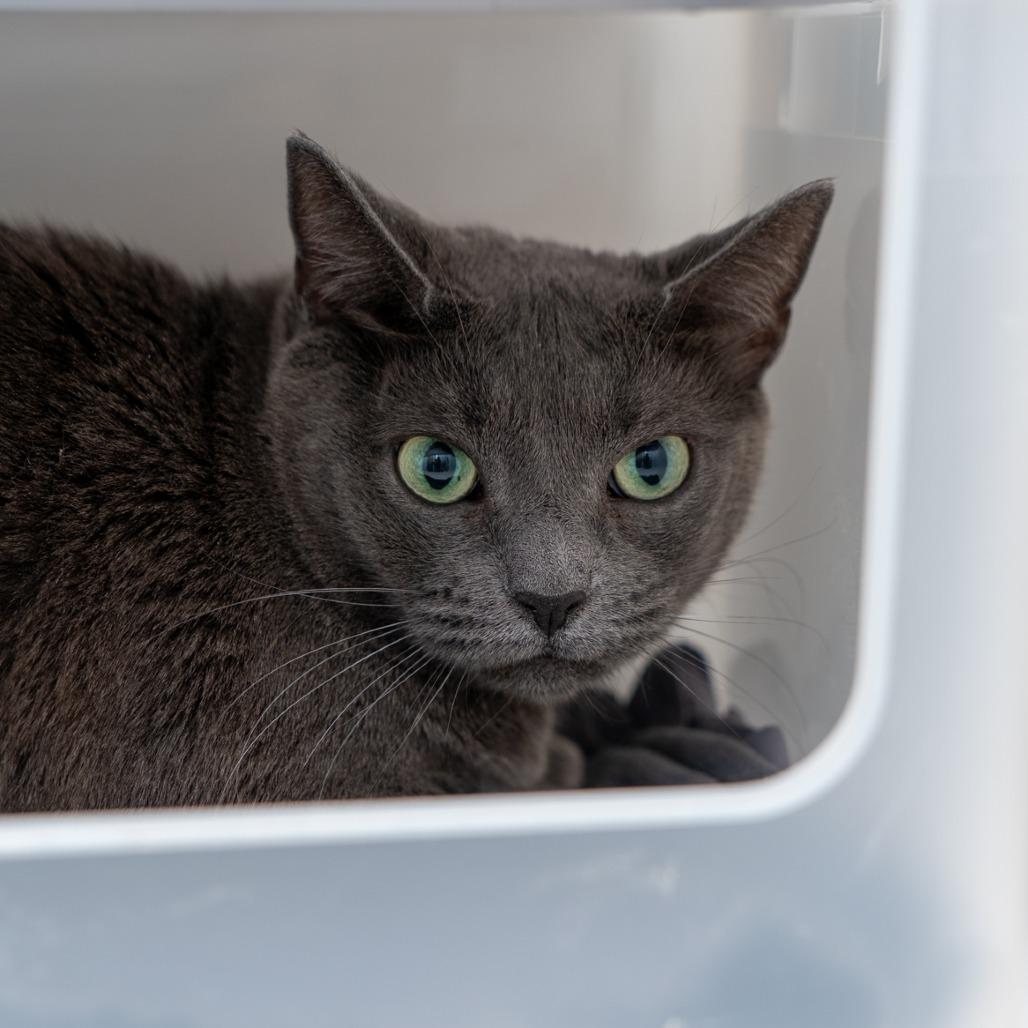 Enlarge Grey Mama, a Adoptable Domestic Short Hair in New York, NY image 1/2