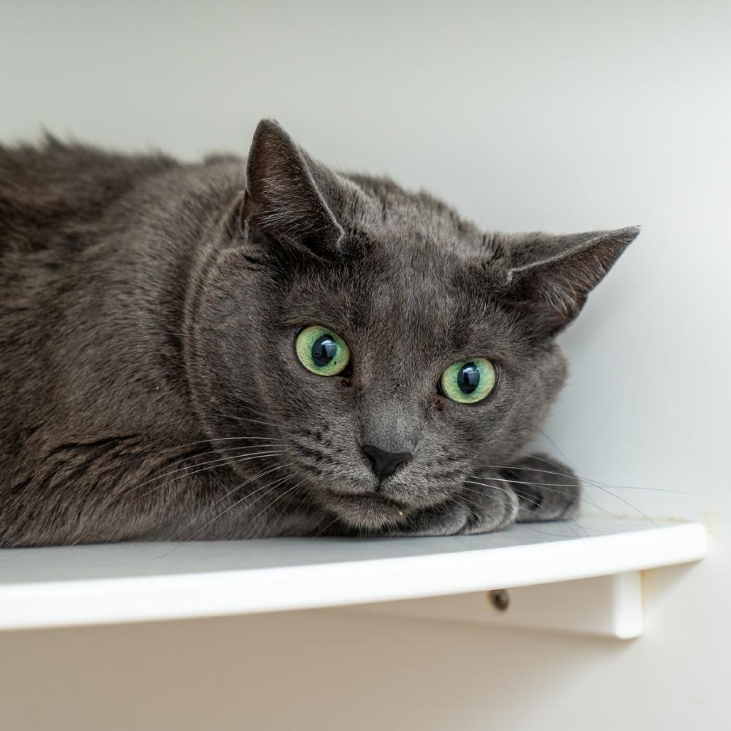 Enlarge Grey Mama, a Adoptable Domestic Short Hair in New York, NY image 2/2
