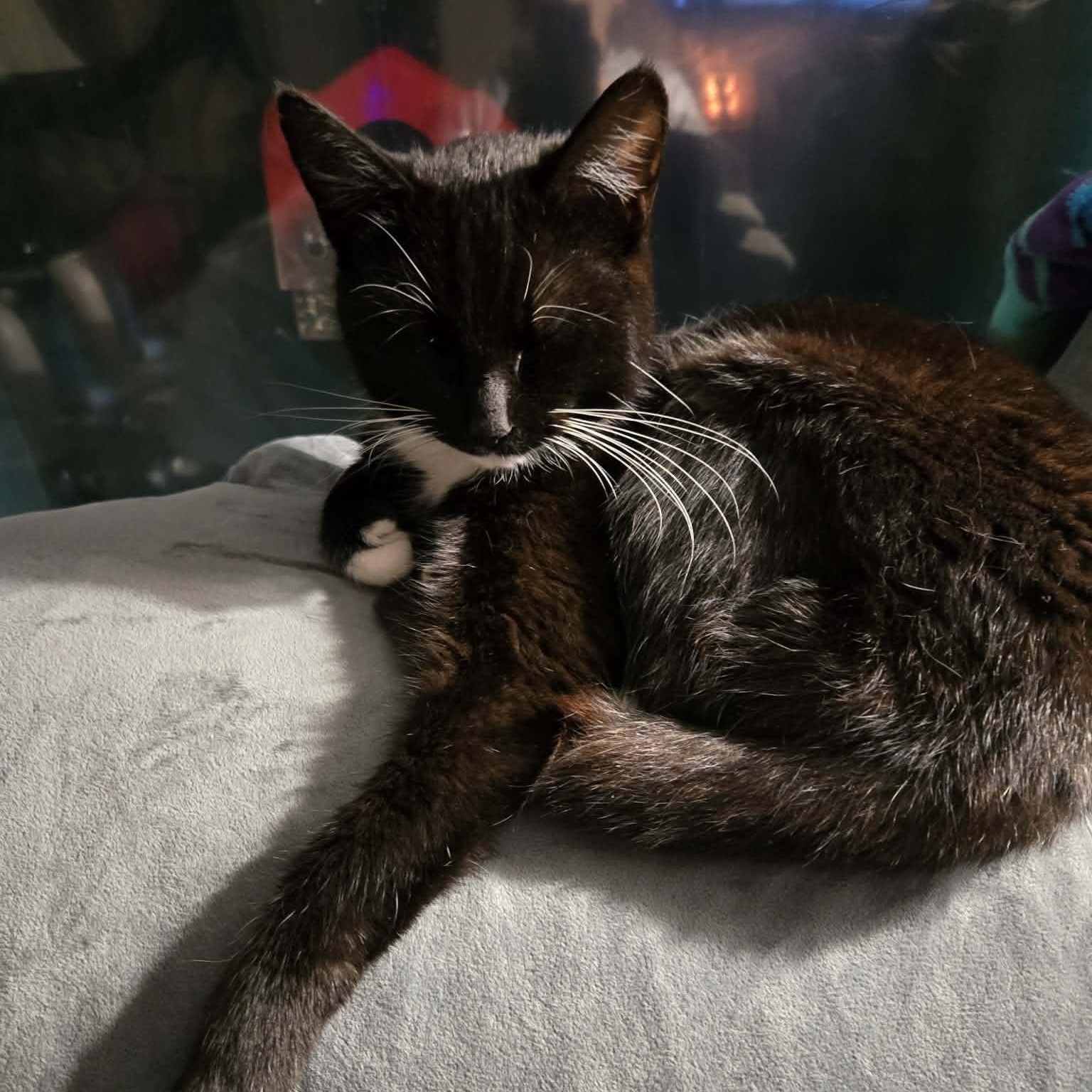 Enlarge Willa, a ADOPTABLE Domestic Short Hair in Fulton, NY image 4/4