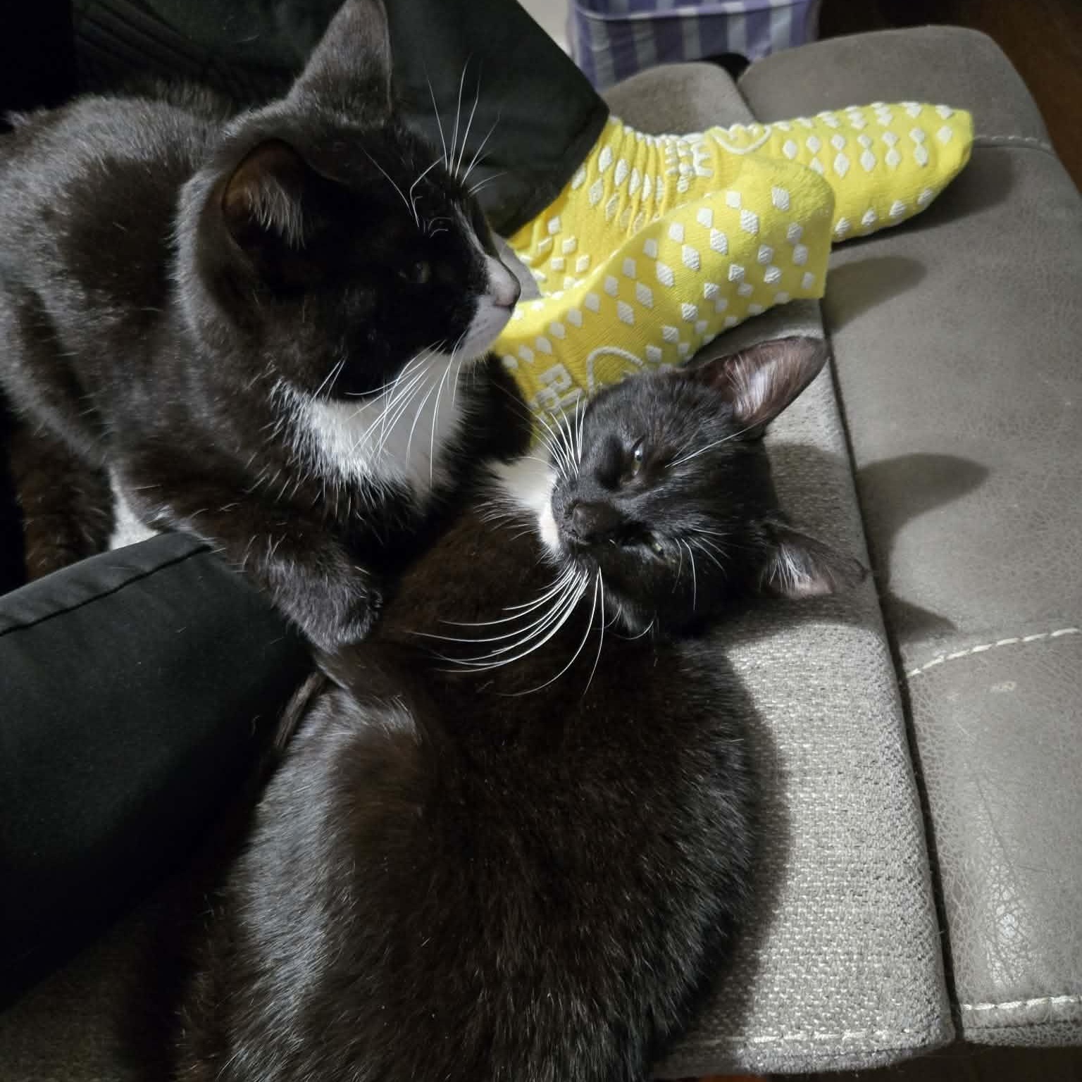 Enlarge Willa, a ADOPTABLE Domestic Short Hair in Fulton, NY image 3/4