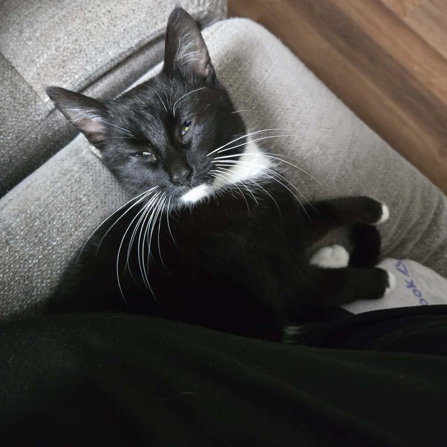 Enlarge Willa, a ADOPTABLE Domestic Short Hair in Fulton, NY image 2/4