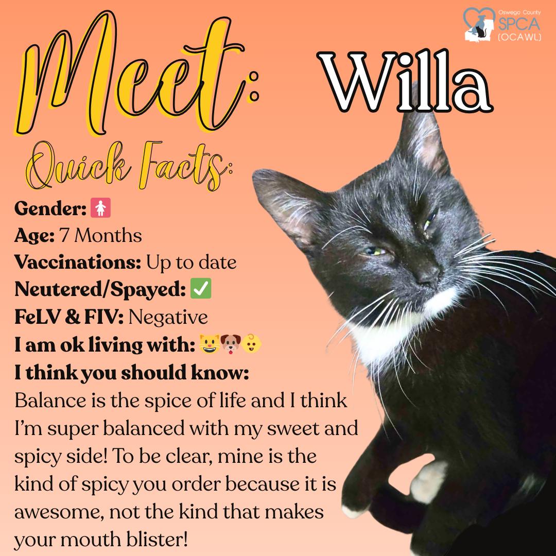 Enlarge Willa, a ADOPTABLE Domestic Short Hair in Fulton, NY image 1/4