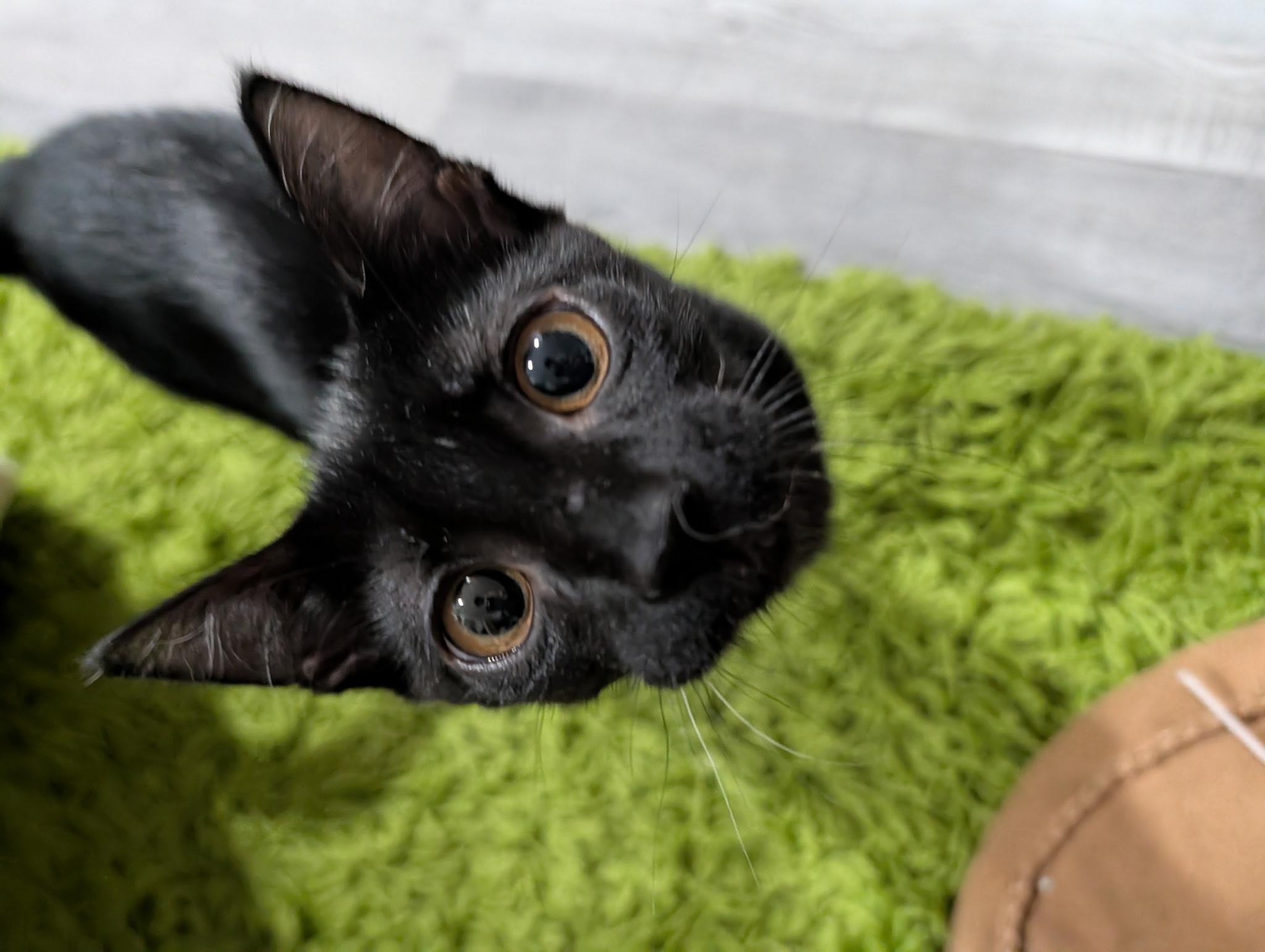 Enlarge Poco, a Adoptable American Shorthair in philadelphia, PA image 1/5
